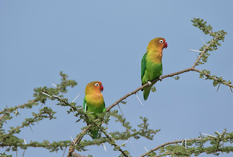 Lovebird Photograph - Africa, Tanzania, Serengeti #3 by Charles Sleicher