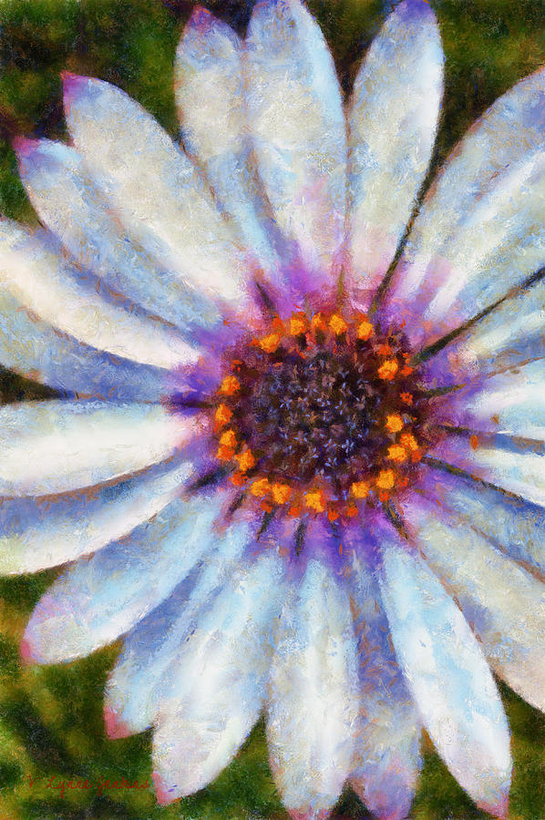 African Daisy #3 Painting by Lynne Jenkins
