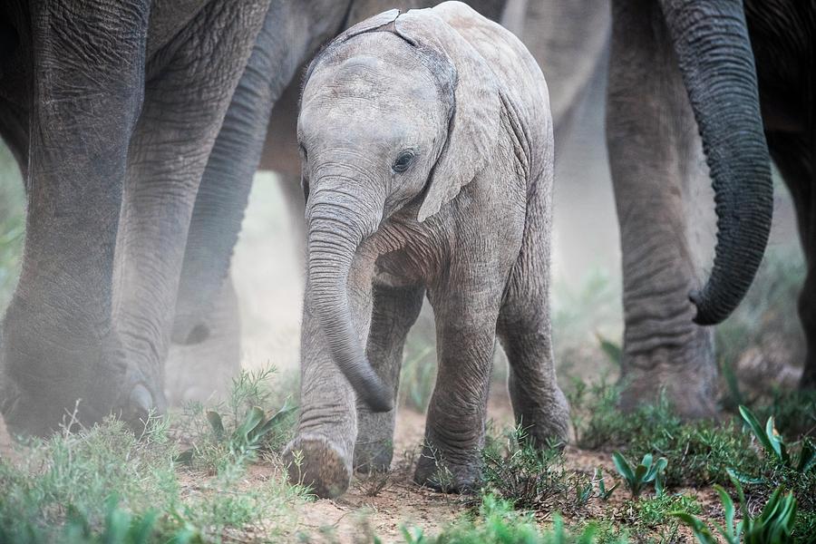 African Elephant Calf Photograph by Peter Chadwick/science Photo