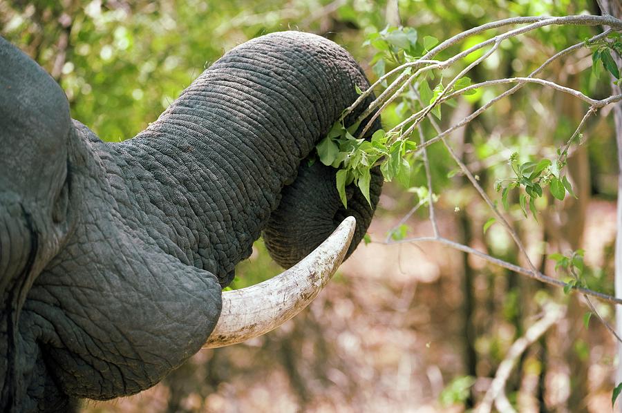 African Elephant #3 Photograph by Dr P. Marazzi/science Photo Library