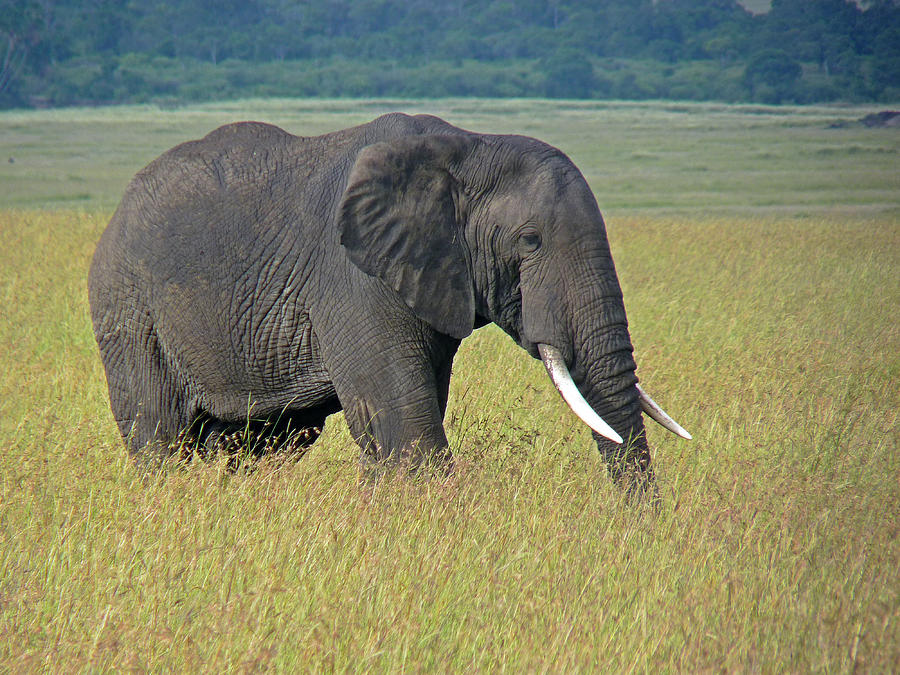 African elephant #3 Photograph by Tony Murtagh