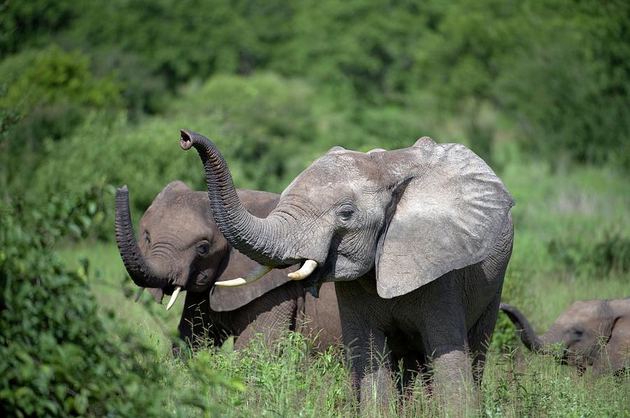 African Elephants #3 Photograph by Dr P. Marazzi/science Photo Library