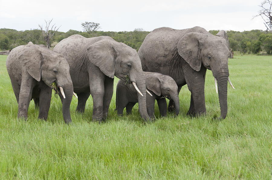 African Elephants Grazing  Kenya #3 Photograph by Tui De Roy