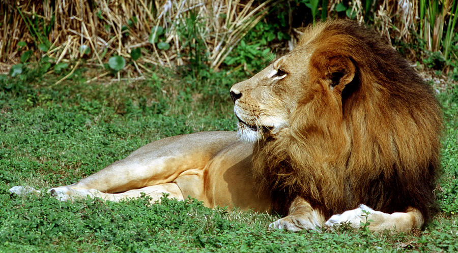 Animal Photograph - African Lion #4 by Millard H Sharp