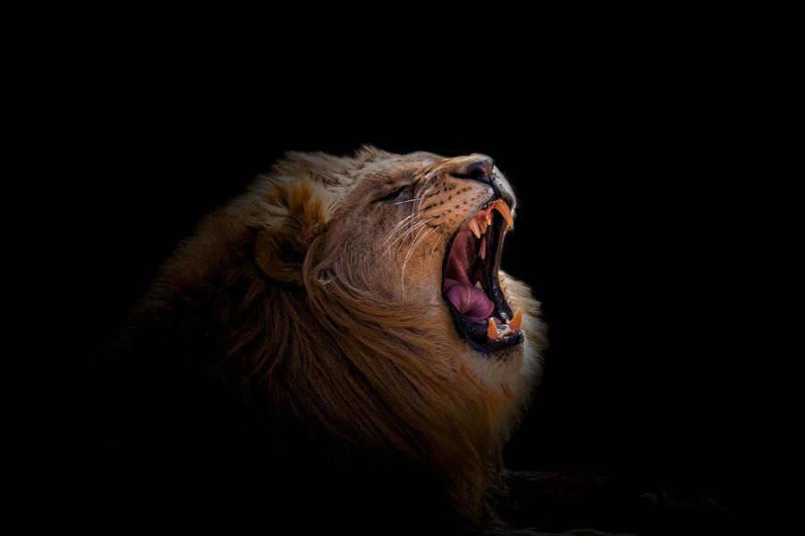 African Lion #3 Photograph by Peter Lakomy