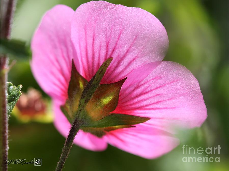 what is the origin of african mallow shrub