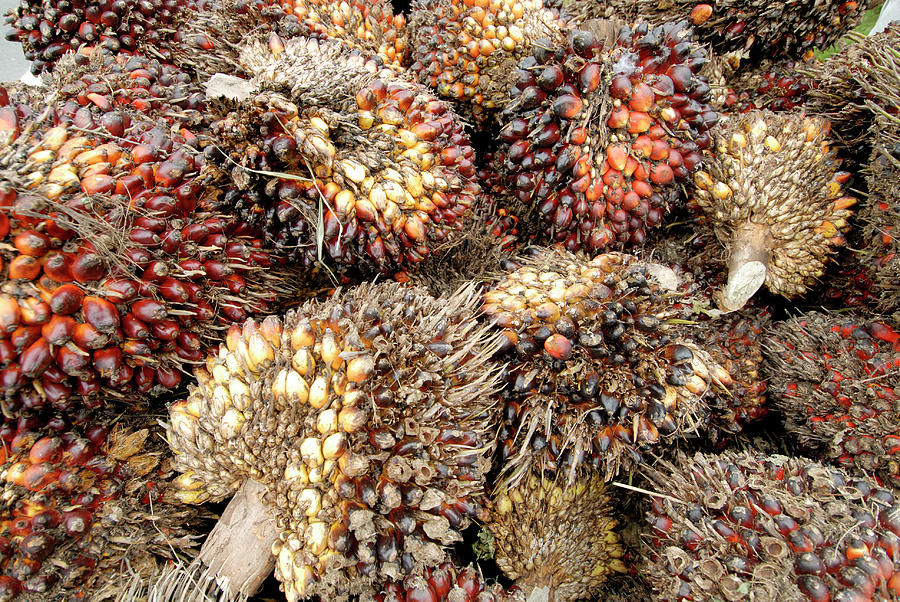 African Oil Palm Fruits Photograph by Sinclair Stammers/science Photo