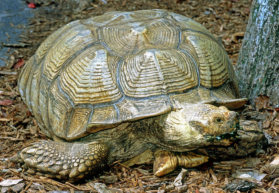 African Spurred Tortoise #3 Photograph by Millard H. Sharp