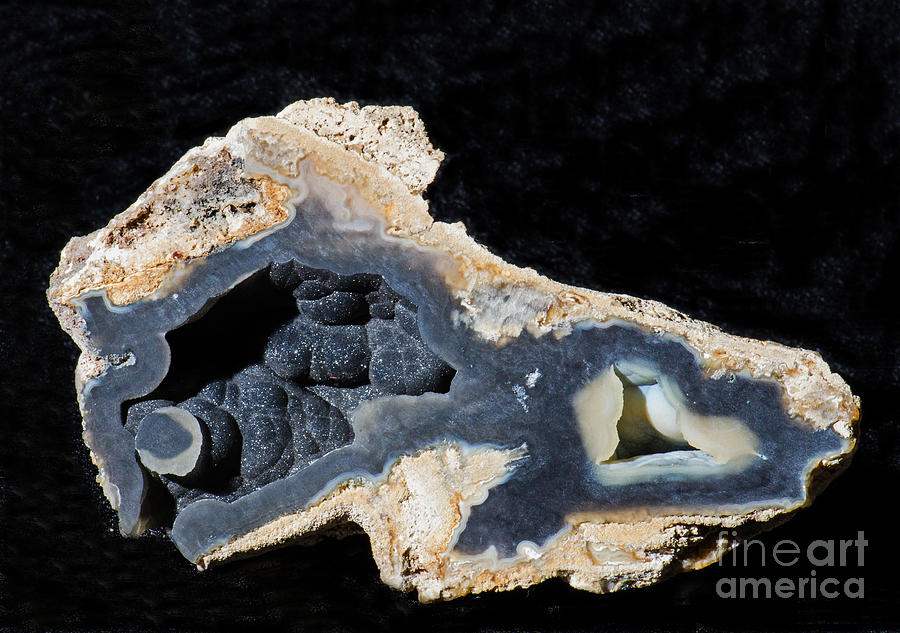 Agatized Fossil Coral Photograph by Millard H. Sharp - Pixels