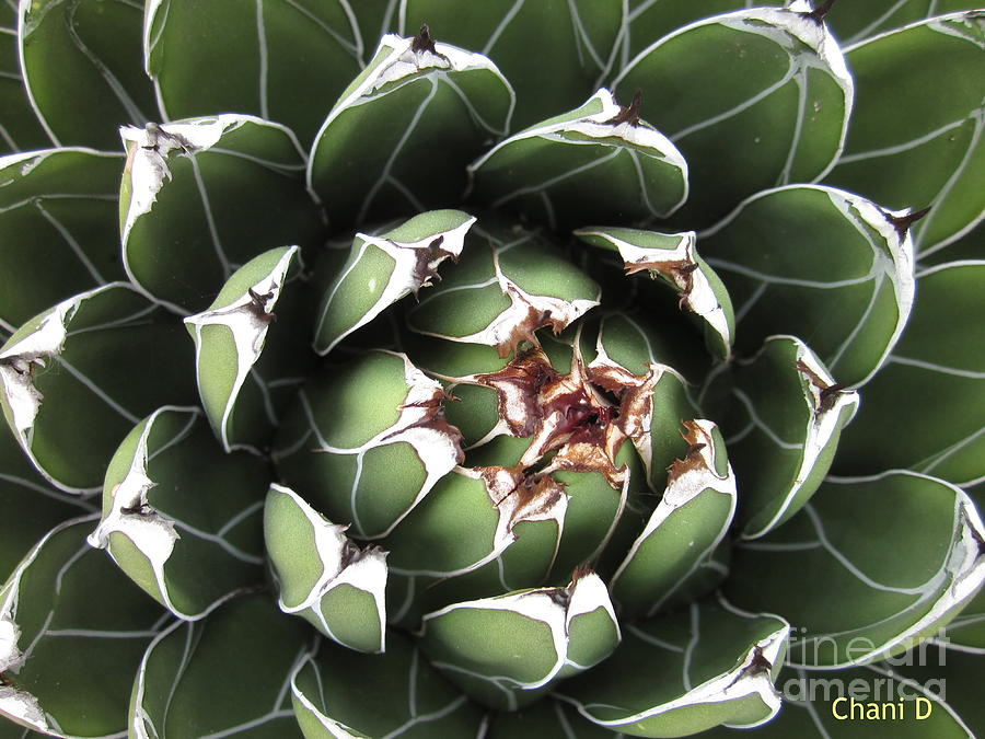 Agave #4 Photograph by Chani Demuijlder