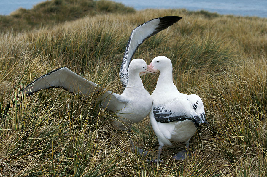 Albatros Royal Diomedea Epomophora Photograph by Gerard Lacz - Fine Art ...