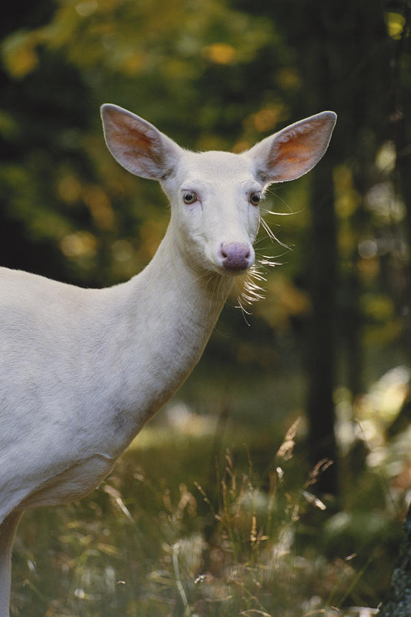 Albino White-tailed Deer #3 Photograph by Thomas And Pat Leeson