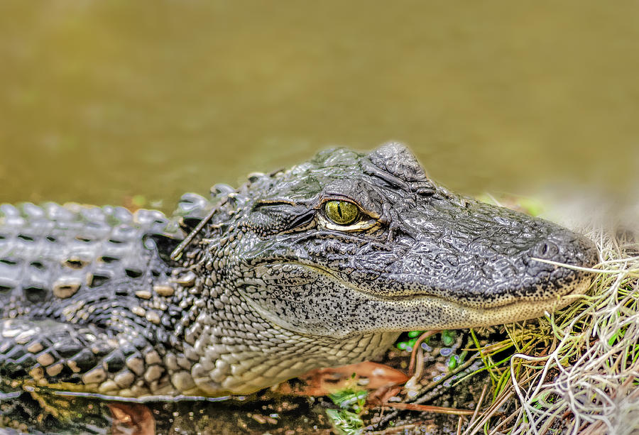 Alligator #4 Photograph by Peter Lakomy