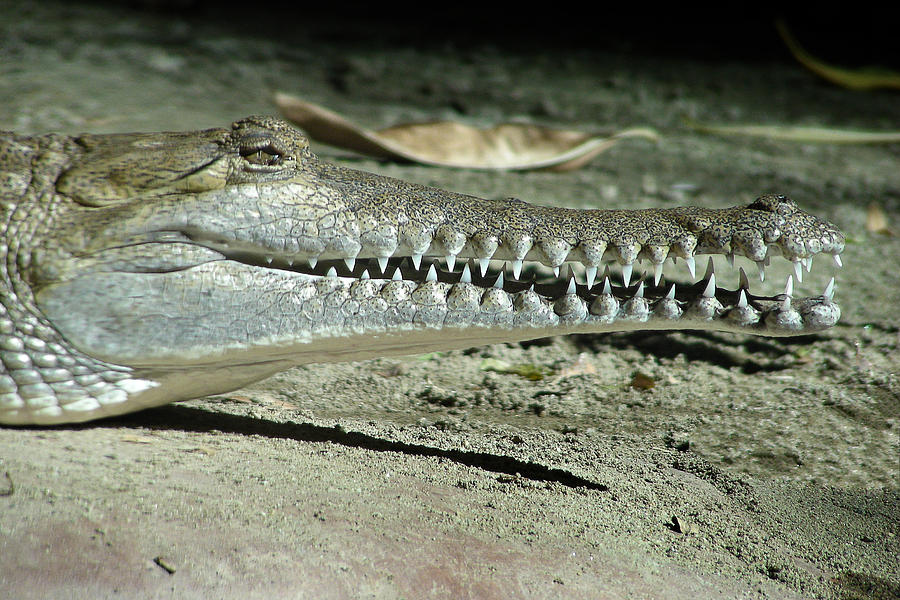 Prehistoric Photograph - Alligator Camouflage #3 by Alexandra Till
