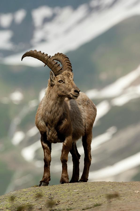 Nature Photograph - Alpine Ibex #3 by Duncan Shaw