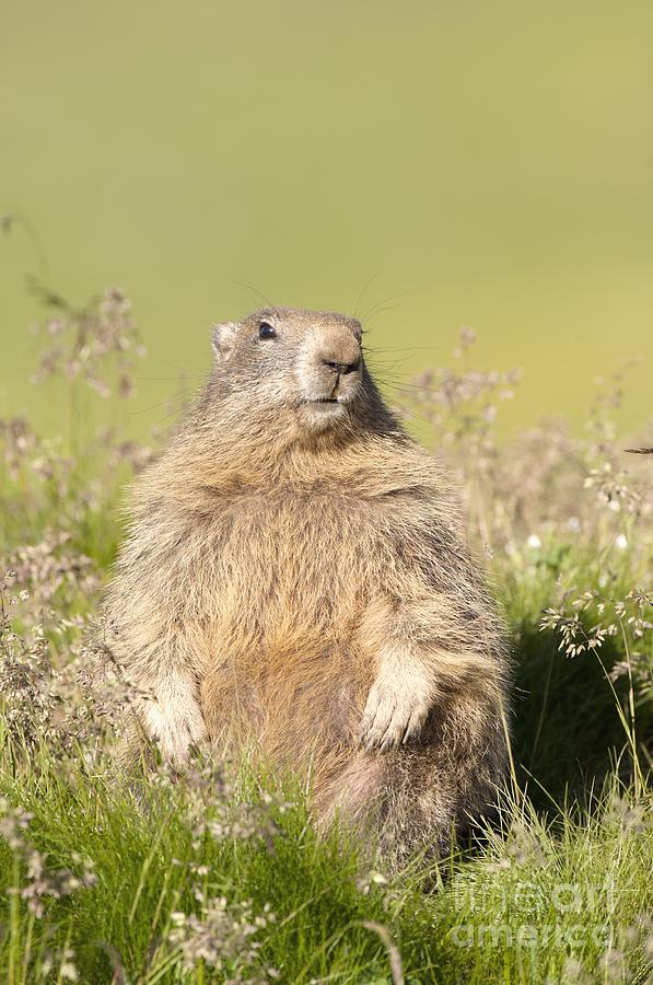 Summer Photograph - Alpine Marmot #3 by Duncan Shaw