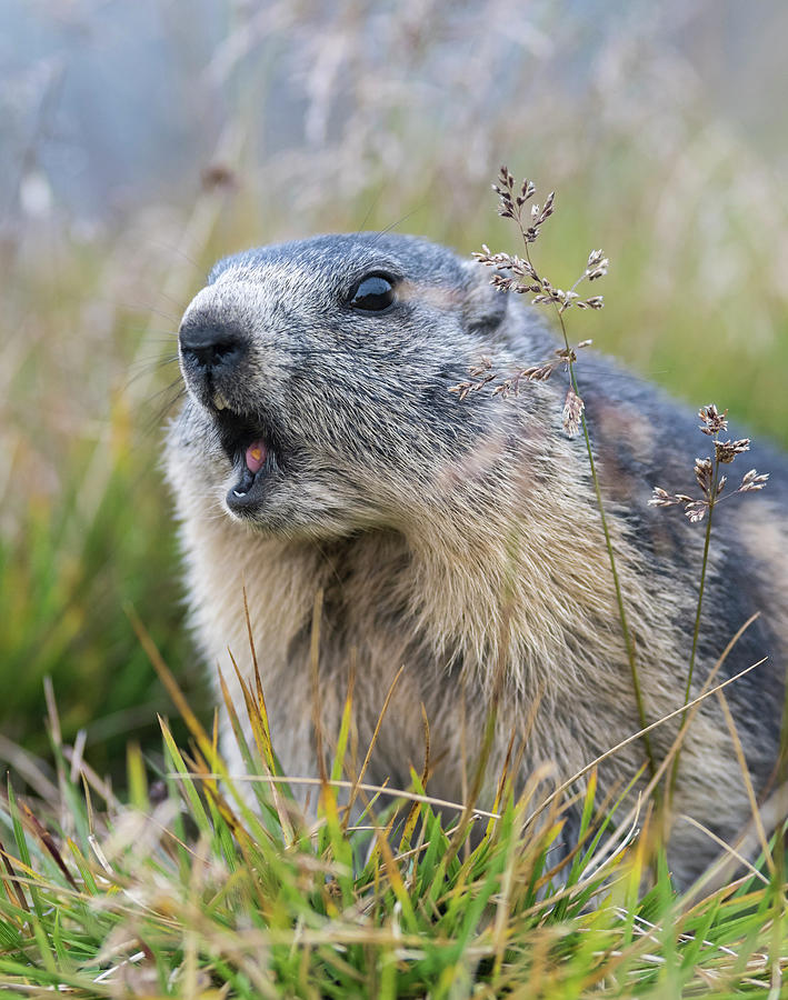 marmot astralplane