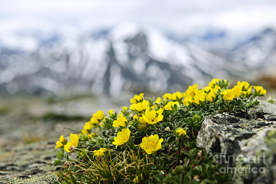 Alpine meadow in Jasper National Park 2 Photograph by Elena Elisseeva