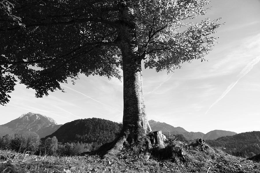 Alpine tree #3 Photograph by Falko Follert