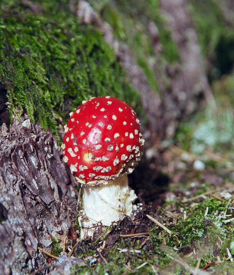 Amanita Muscaria Photograph by Patrick Kessler - Fine Art America