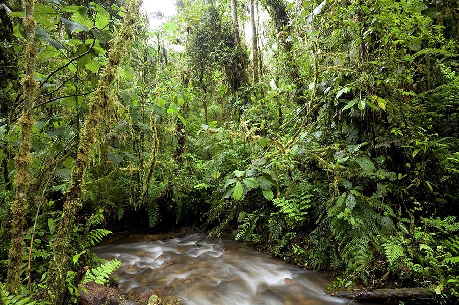 Amazon Rainforest Photograph by Dr Morley Read/science Photo Library