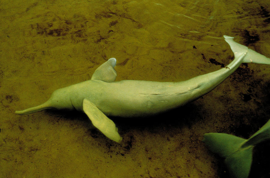 Amazon River Dolphin #3 Photograph by Greg Ochocki