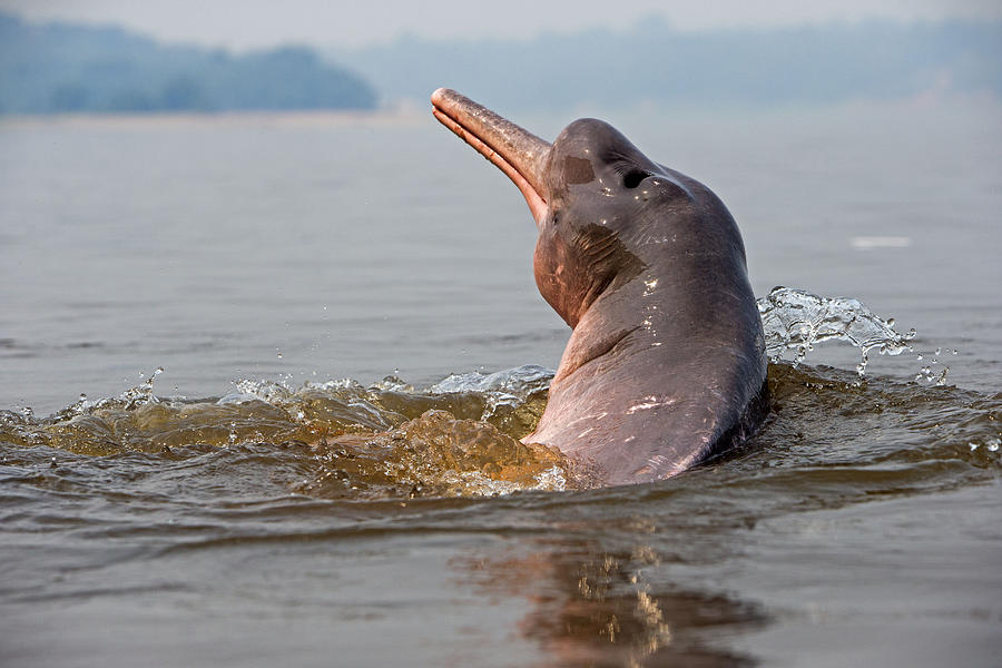 Amazon River Dolphin #3 Photograph by M. Watson