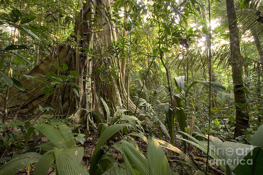 Amazon Tropical Rain Forest #3 Photograph by Gregory G. Dimijian, M.D.