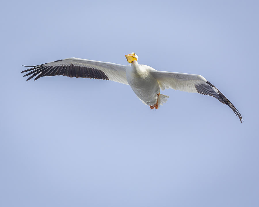 America White Pelican #3 Photograph by Jack R Perry