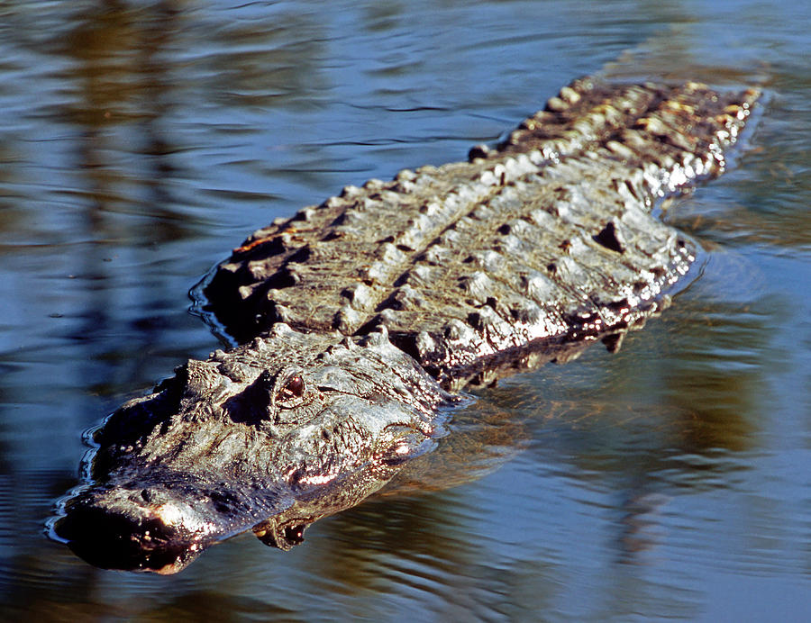 American Alligator Swimming #3 Photograph by Millard H. Sharp