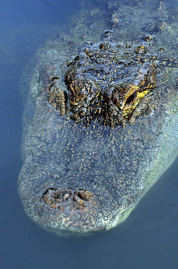American Alligator #3 Photograph by Theodore Clutter