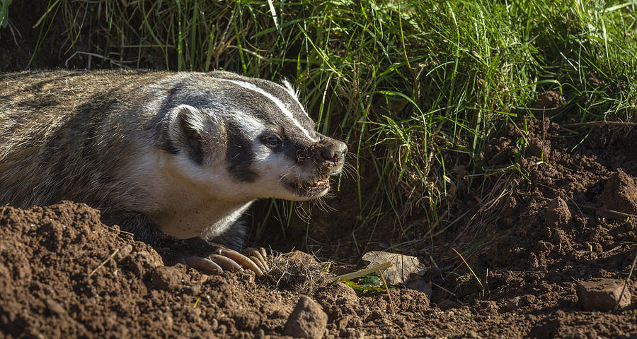 American Badger Photograph by Linda Arndt - Fine Art America