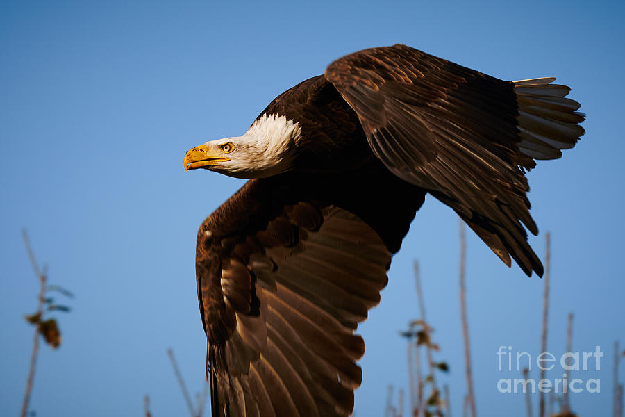 American Bald Eagle in flight #3 Photograph by Nick  Biemans