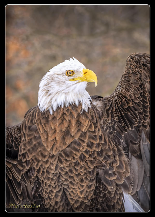American Bald Eagle #4 Photograph by LeeAnn McLaneGoetz McLaneGoetzStudioLLCcom