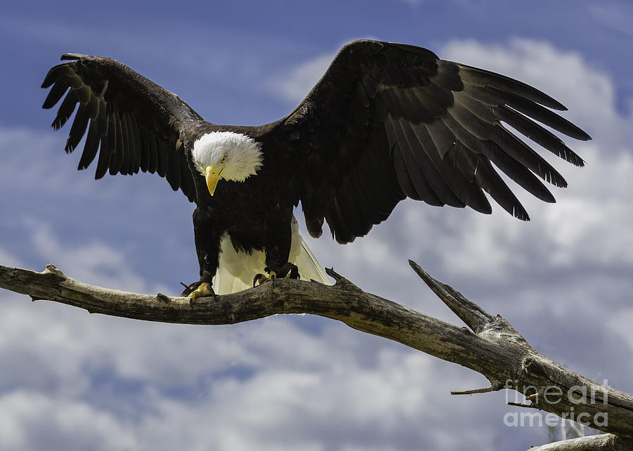 Eagle Photograph - American Bald Eagle #3 by Michael Goodell