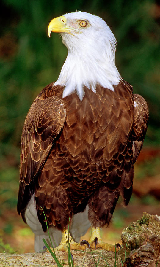 American Bald Eagle #3 Photograph by Millard H. Sharp