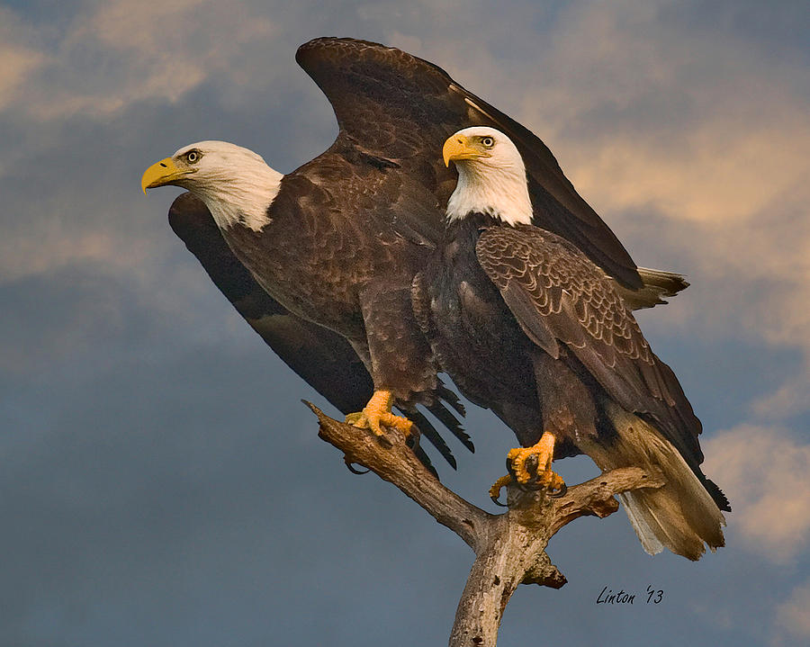 American Bald Eagle Pair #3 Photograph by Larry Linton