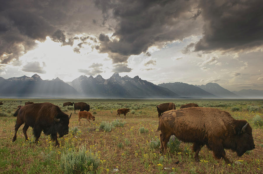 American Bison #3 Photograph by Enrique R. Aguirre Aves