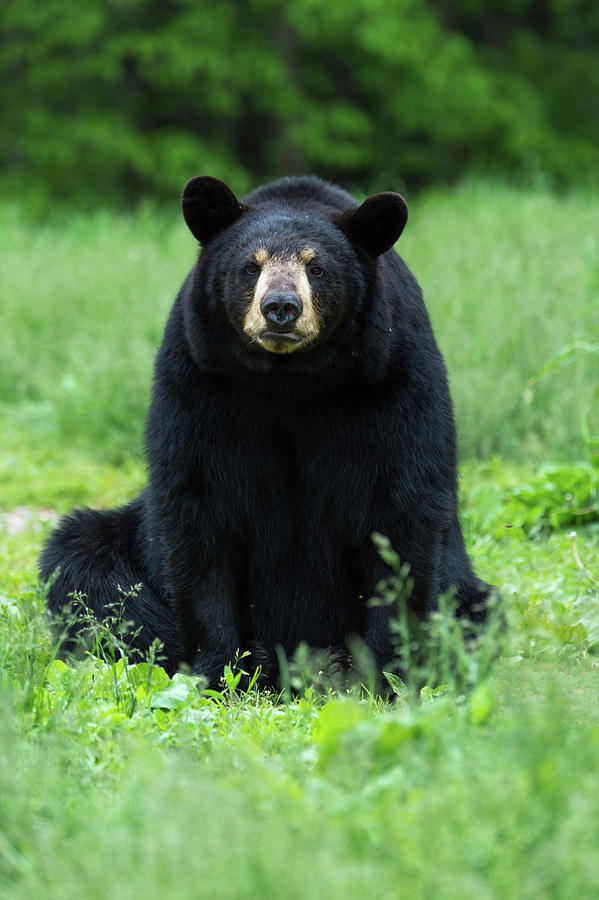 American Black Bear #3 Photograph by Dr P. Marazzi/science Photo ...