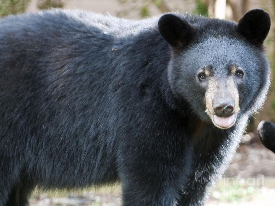 American Black Bear in North Carolina #3 Photograph by David Oppenheimer