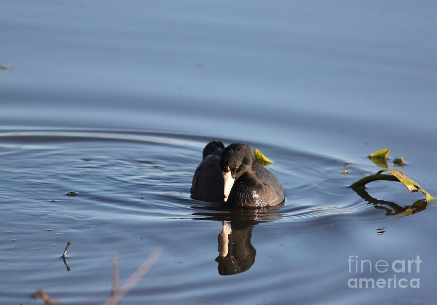 American Coot #3 Photograph by Jack R Brock
