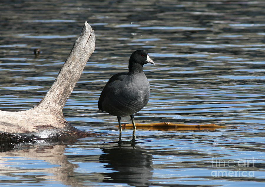 American Coot  Photograph by Neal Eslinger