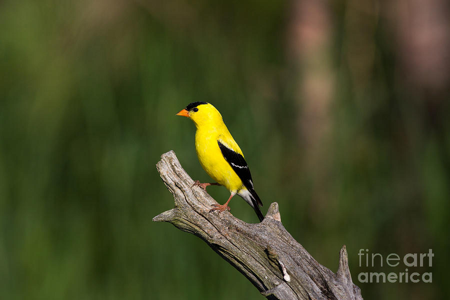 American Goldfinch Carduelis Tristis #3 Photograph by Linda Freshwaters Arndt