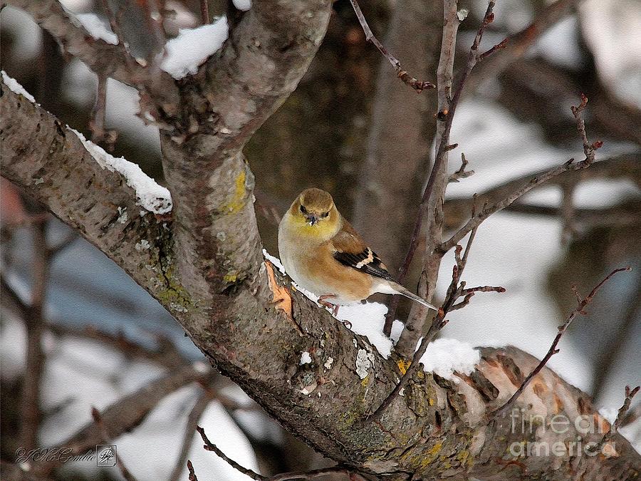 American Goldfinch in Winter #2 Painting by J McCombie