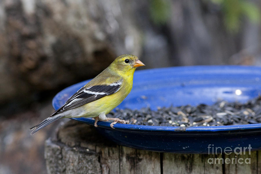 American Goldfinch #3 Photograph by Linda Freshwaters Arndt