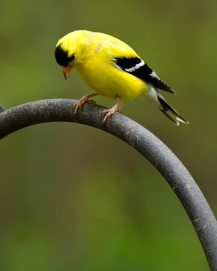 American Goldfinch #3 Photograph by Robert L Jackson