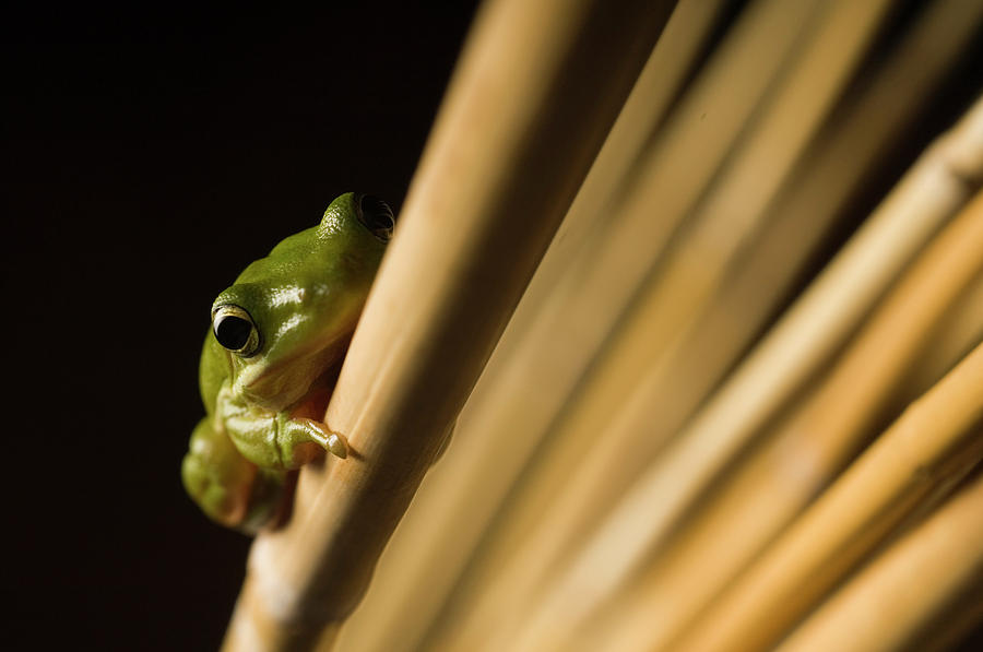 American Green Tree Frog Photograph by Aaron Ansarov | Fine Art America