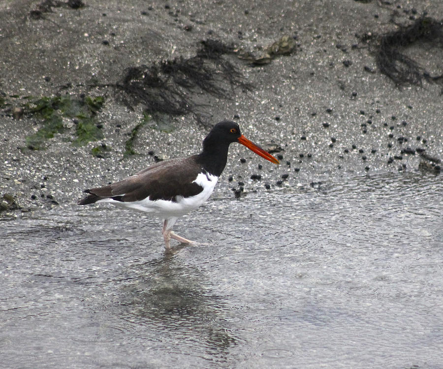 American Oyster Catcher  #3 Photograph by Jeanne Juhos