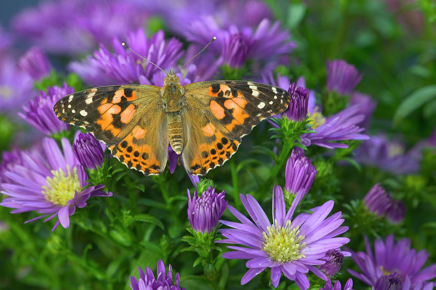 American Painted Lady Butterfly Photograph By Darrell Gulin Fine Art   3 American Painted Lady Butterfly Darrell Gulin 