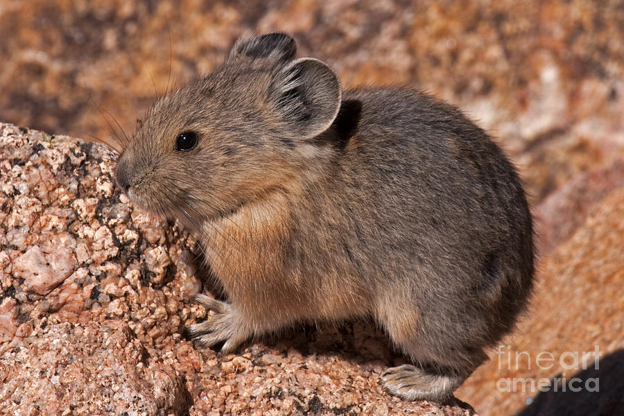 American Pika #3 Photograph by Fred Stearns